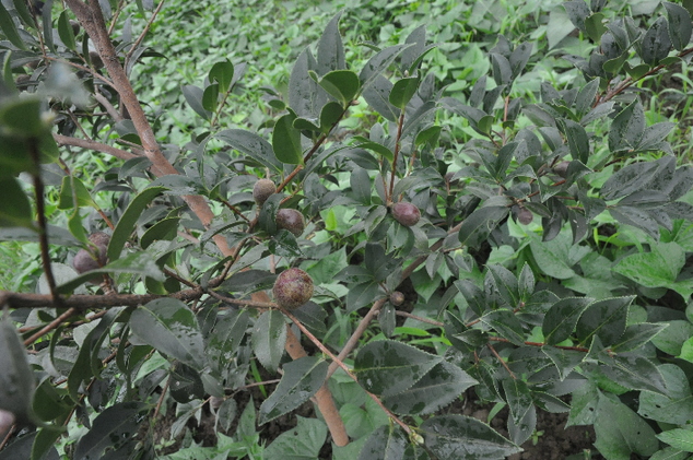 上海热线汽车频道-- 东风首创(恩施)碳平衡生态